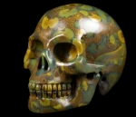 Skull India Fossil Stone
